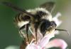 Megachile sp.